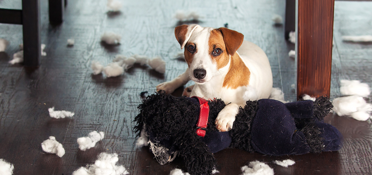 dog-and-puppy-traning-blog-feature-stop-dog-from-chewing-101814