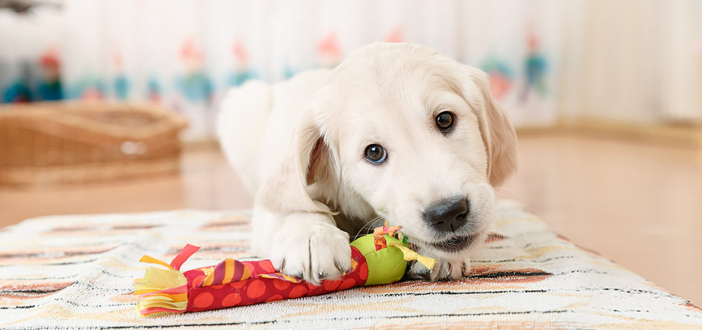 dog-and-puppy-traning-blog-feature-leaving-your-dog-at-home-082615