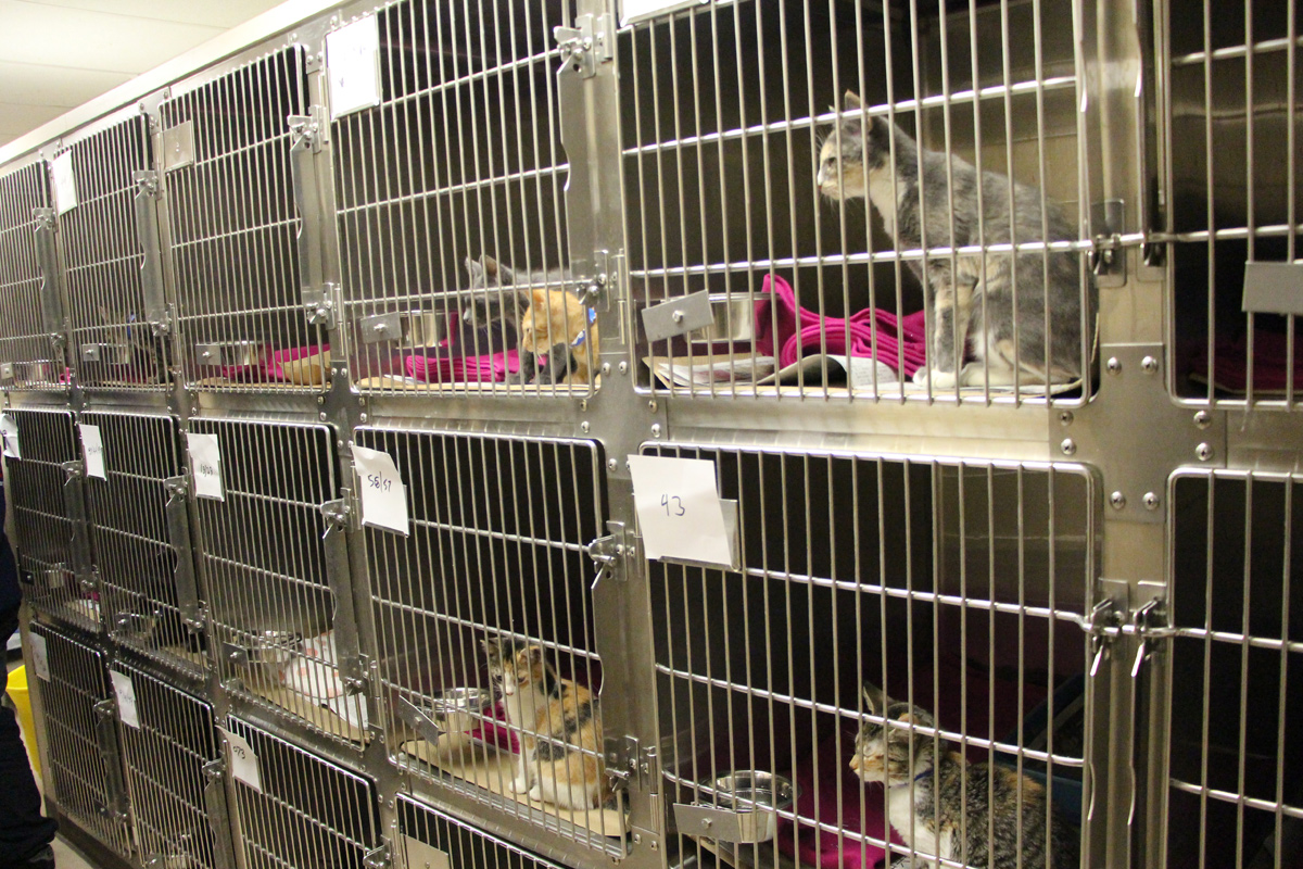 latest-rescues-blog-feature-florida-peggy-adams-1-040116