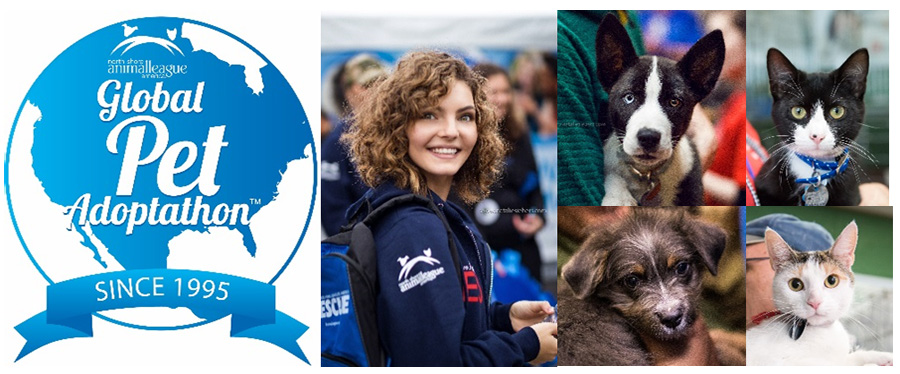 press-release-global-pet-adoptathon-recap-05092017