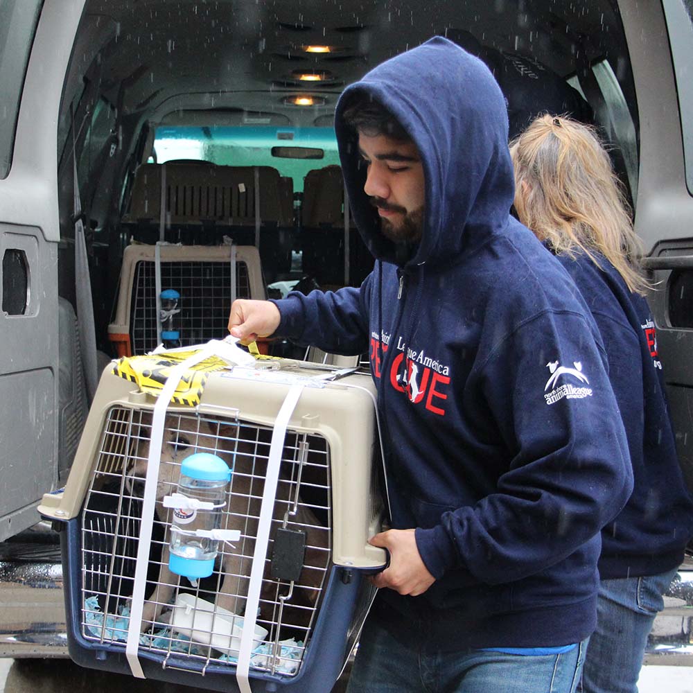 rescue-intnl-yulin-china-img3510-05222017