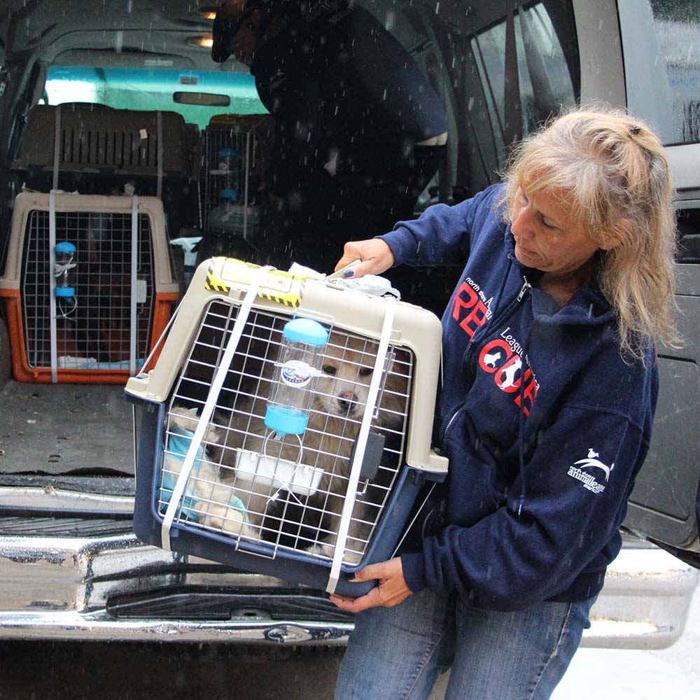 rescue-intnl-yulin-china-img3514-05222017