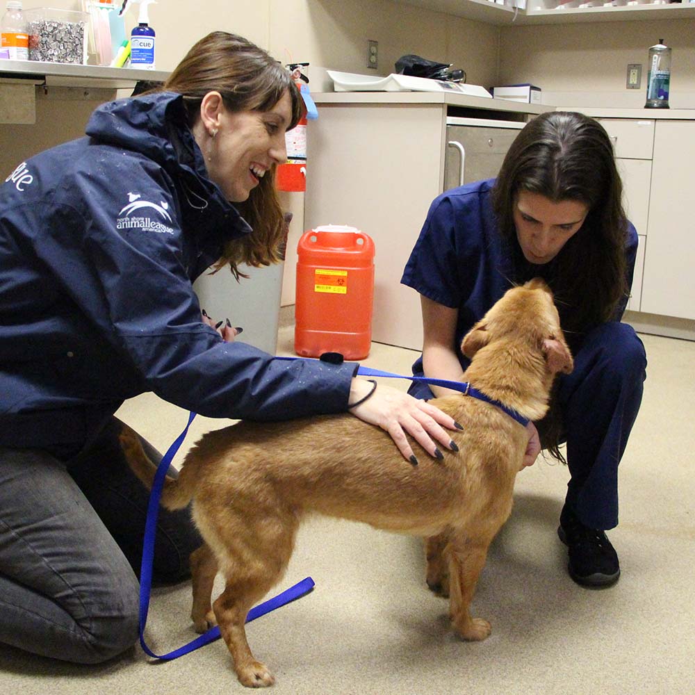 rescue-intnl-yulin-china-img3617-05222017 Thailand rescue dog arrives safely at North Shore Animal League America.