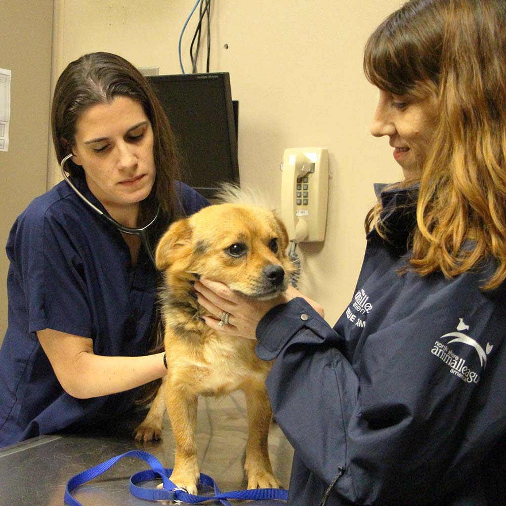 rescue-intnl-yulin-china-img3692-05222017 Thailand rescue dog arrives safely at North Shore Animal League America.