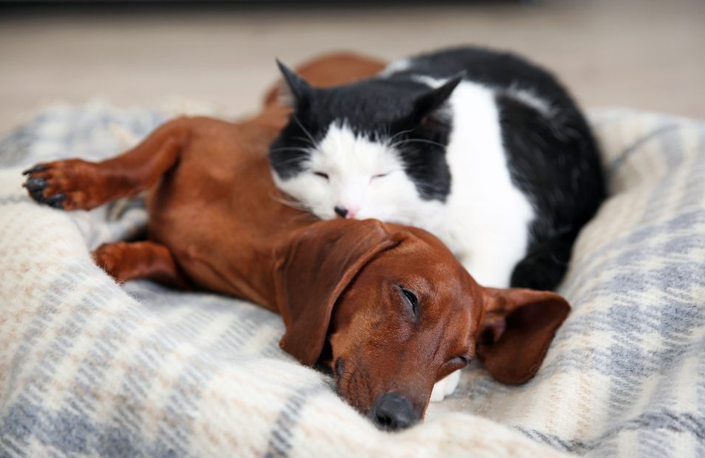 behavior-training-pet-proof-sleeping-blanket