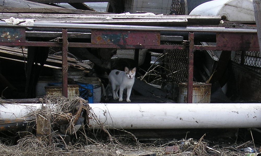 Cat in debris after hurricane. Cat in debris after hurricane