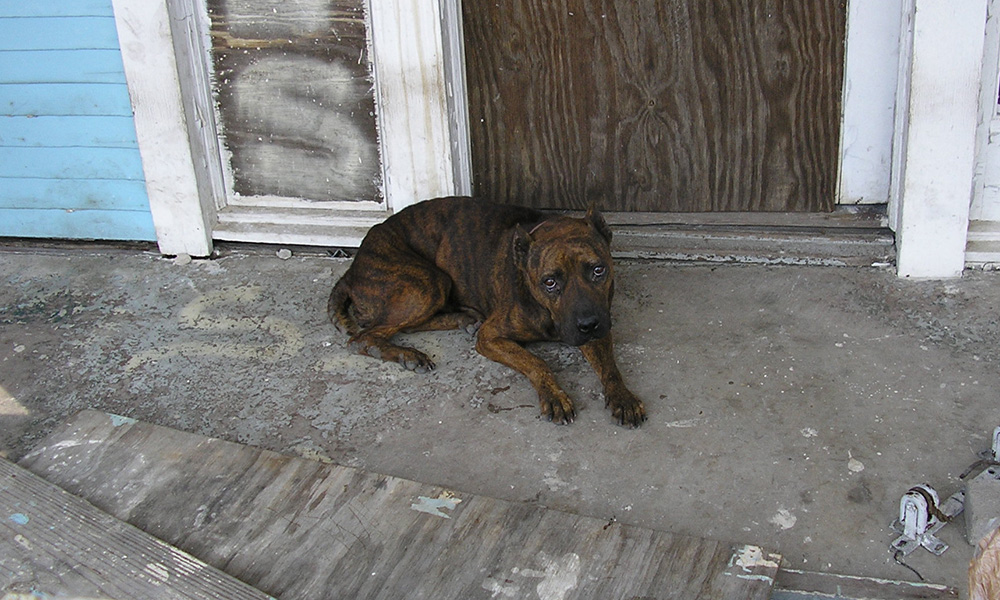 Abandoned dog after Hurricane Katrina. Abandoned dog after Hurricane Katrina.