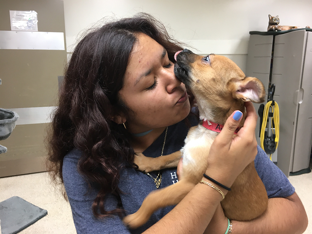 rescue-harvey-update-houston-returned-pup-090217