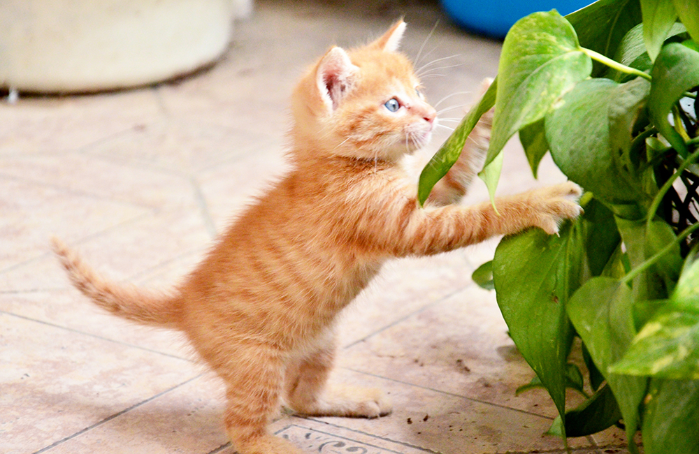 Kitten playing in plants