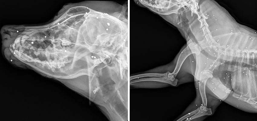 Mama-Xrays