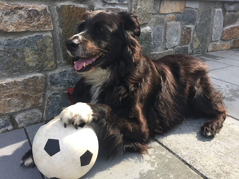 happy-adoption-gunner-senior-match-foster3-060917