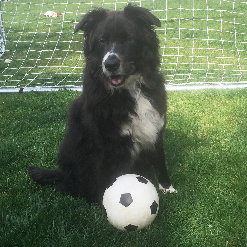 happy-adoption-gunner-senior-match-soccer-061017