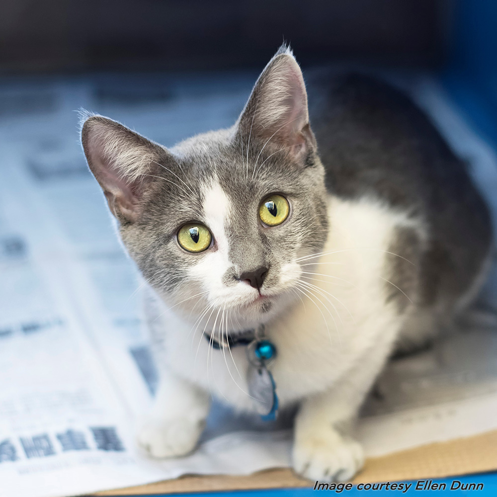 ellen-dunn-pic-r163866-adopted