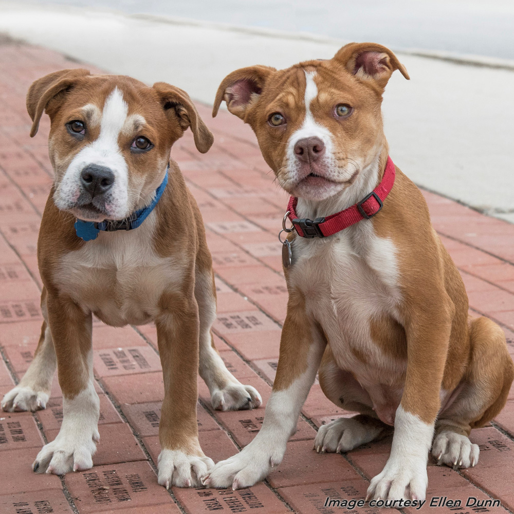 ellen-dunn-pic-v36148-v36148-adopted