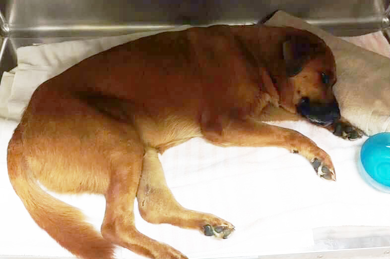 rescue-irma-turks-caicos-marley-resting
