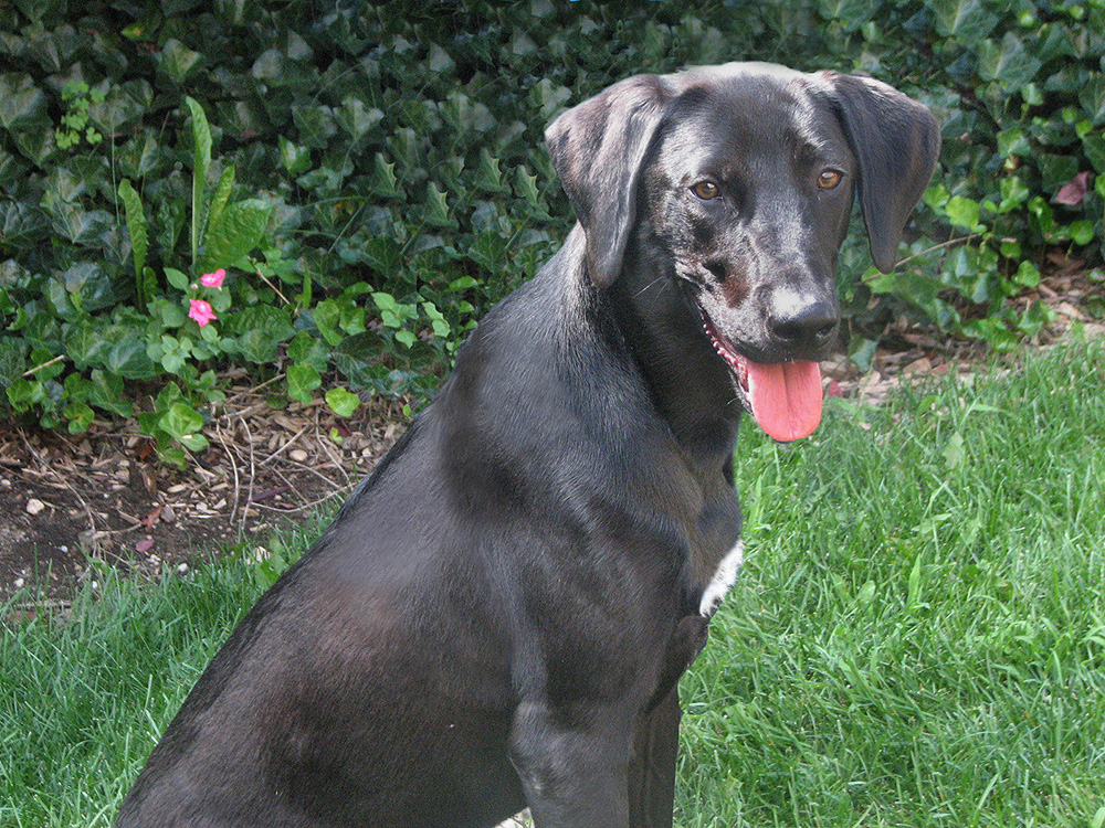 sponsor-pet-bradley