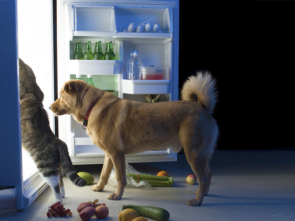tips-pet-nutrition-dog-cat-in-fridge