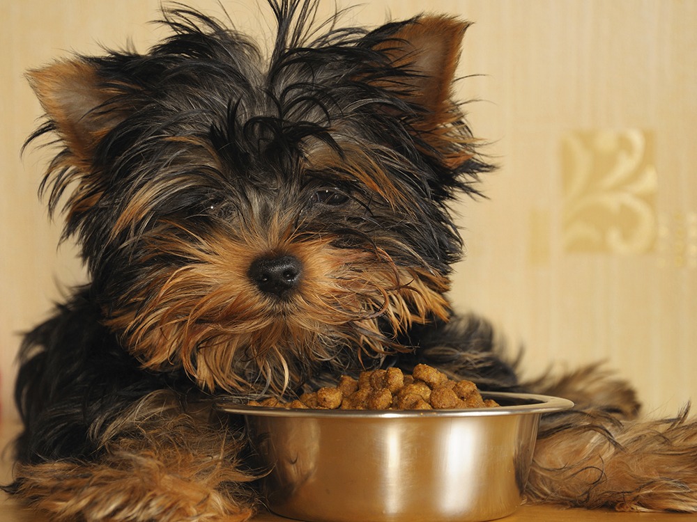 tips-pet-nutrition-dog-with-kibble