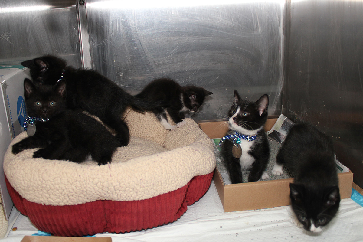 rescue-bacc-all-kittens-112617-IMG_9192