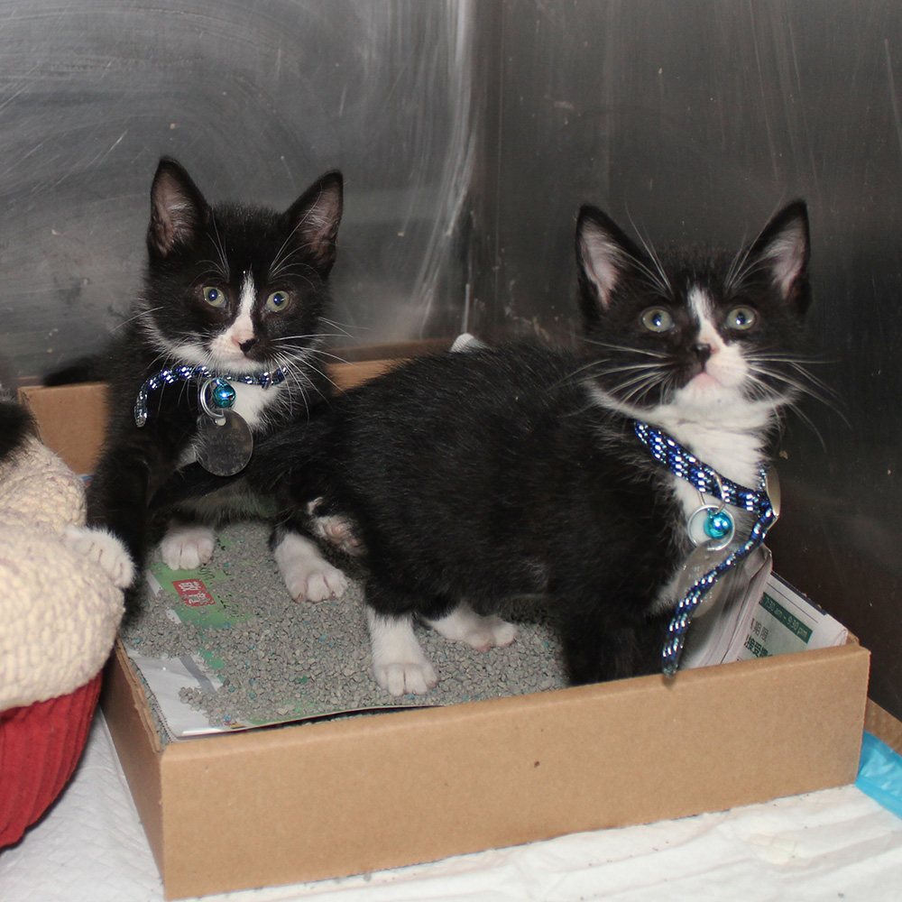 rescue-bacc-black-white-kittens-112617-IMG_9181