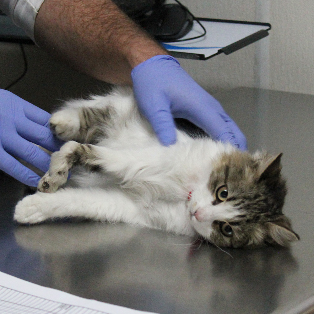 rescue-bacc-fila-broken-leg-112617-IMG_9070