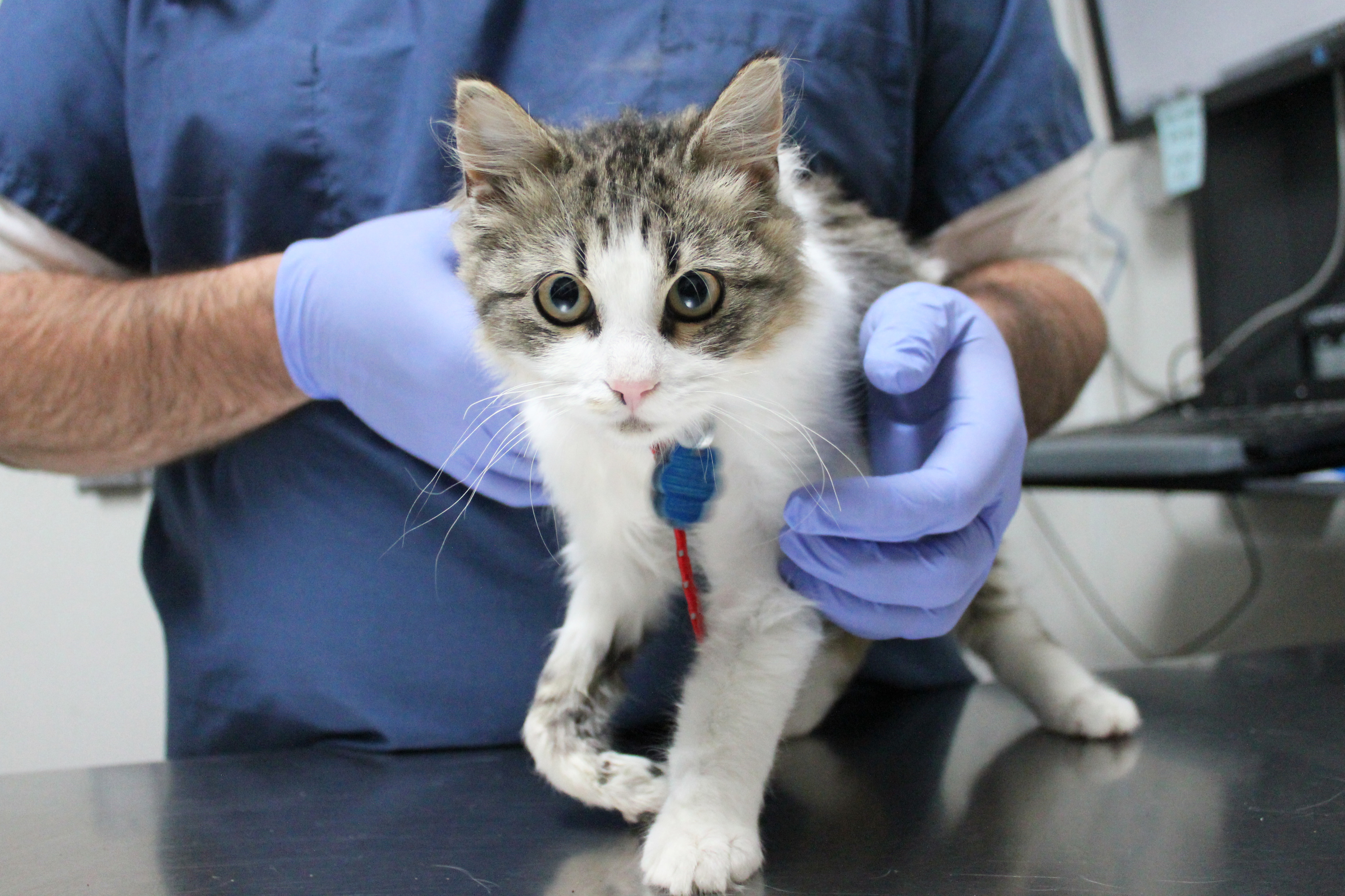 rescue-bacc-fila-broken-leg-112617-IMG_9107