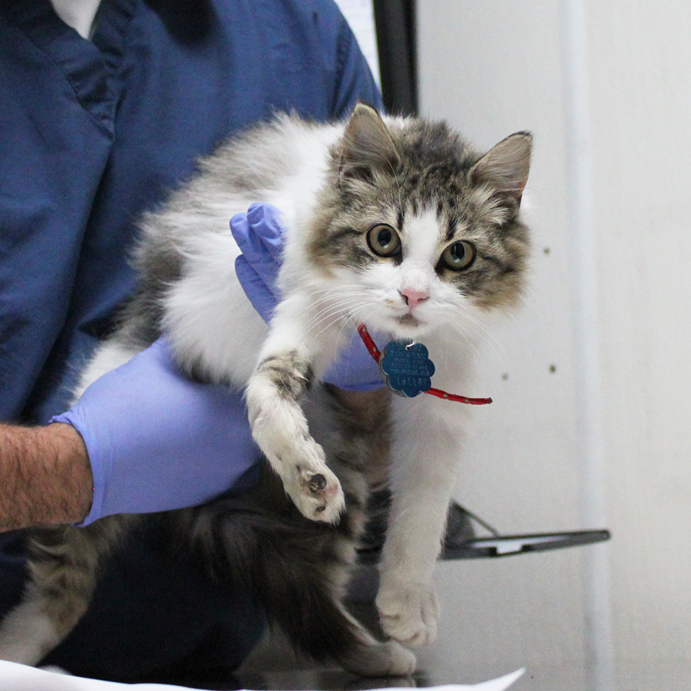 rescue-bacc-fila-broken-leg-112617-IMG_9192