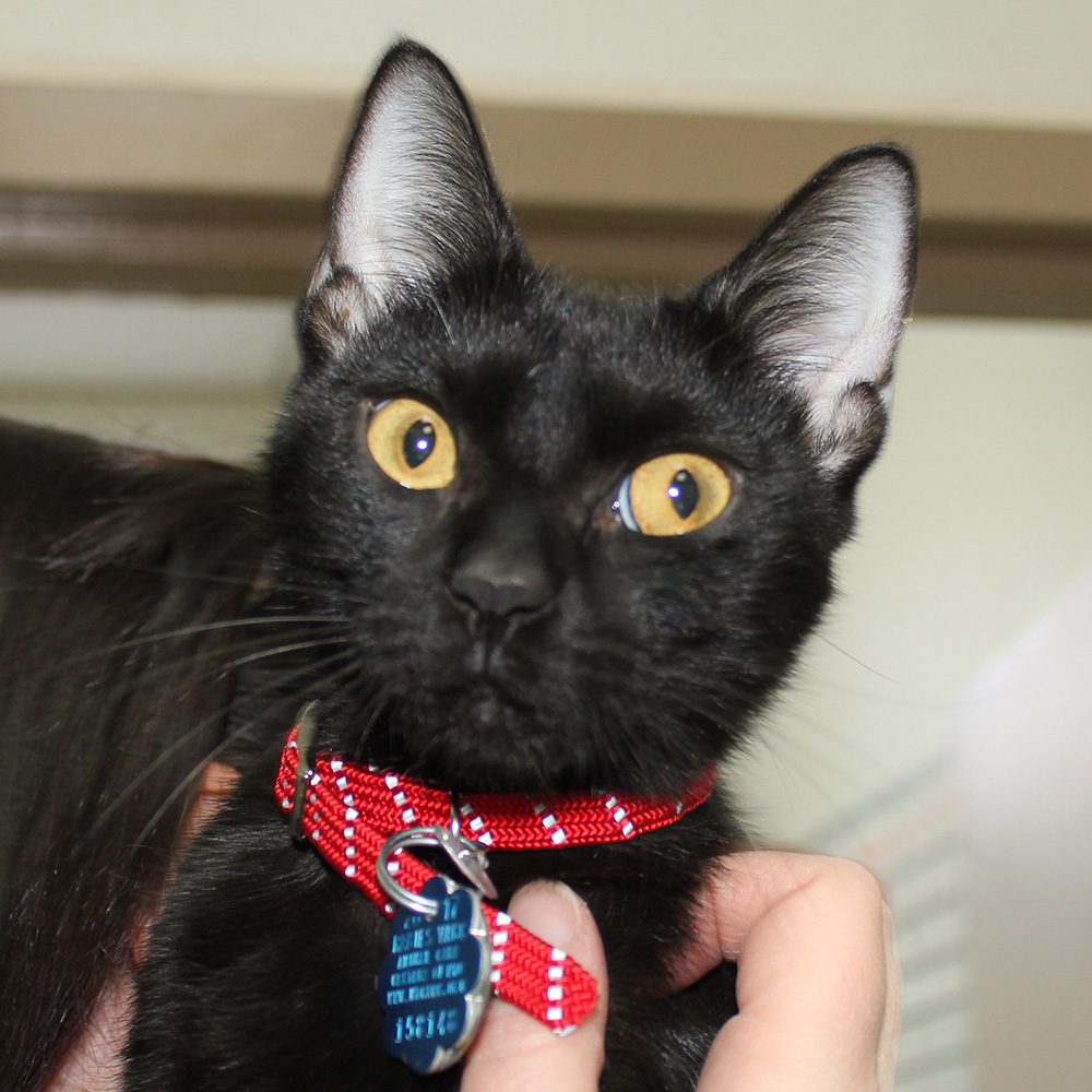 rescue-bacc-mama-cat-112617-IMG_9208
