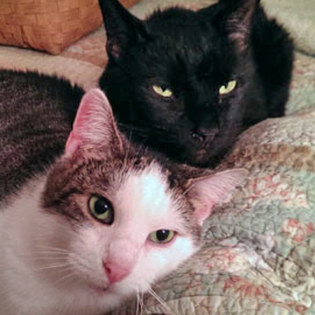 rescue-partners-barbour-county-adoptable-cat-lionel-and-lady-112817