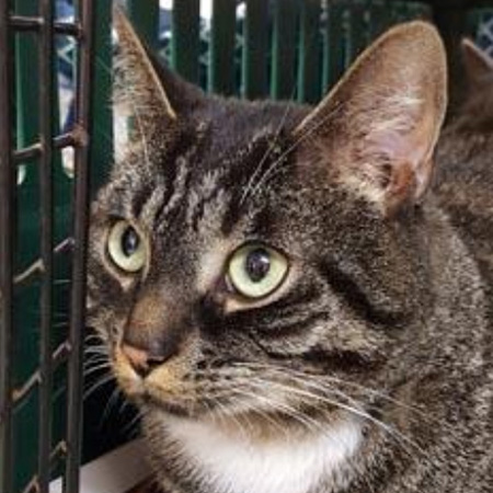 rescue-partners-barbour-county-adoptable-cat-tyrion-112817
