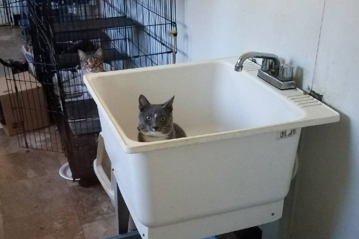 rescue-partners-barbour-county-cat-in-sink-112817
