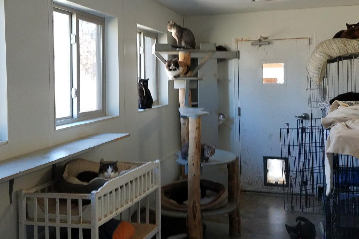 rescue-partners-barbour-county-inside-cats-112817