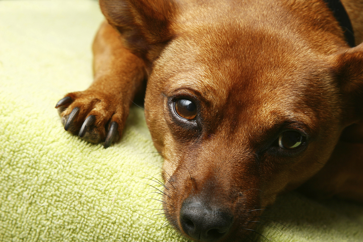behavior-tips-bringing-home-pet-sad-puppy
