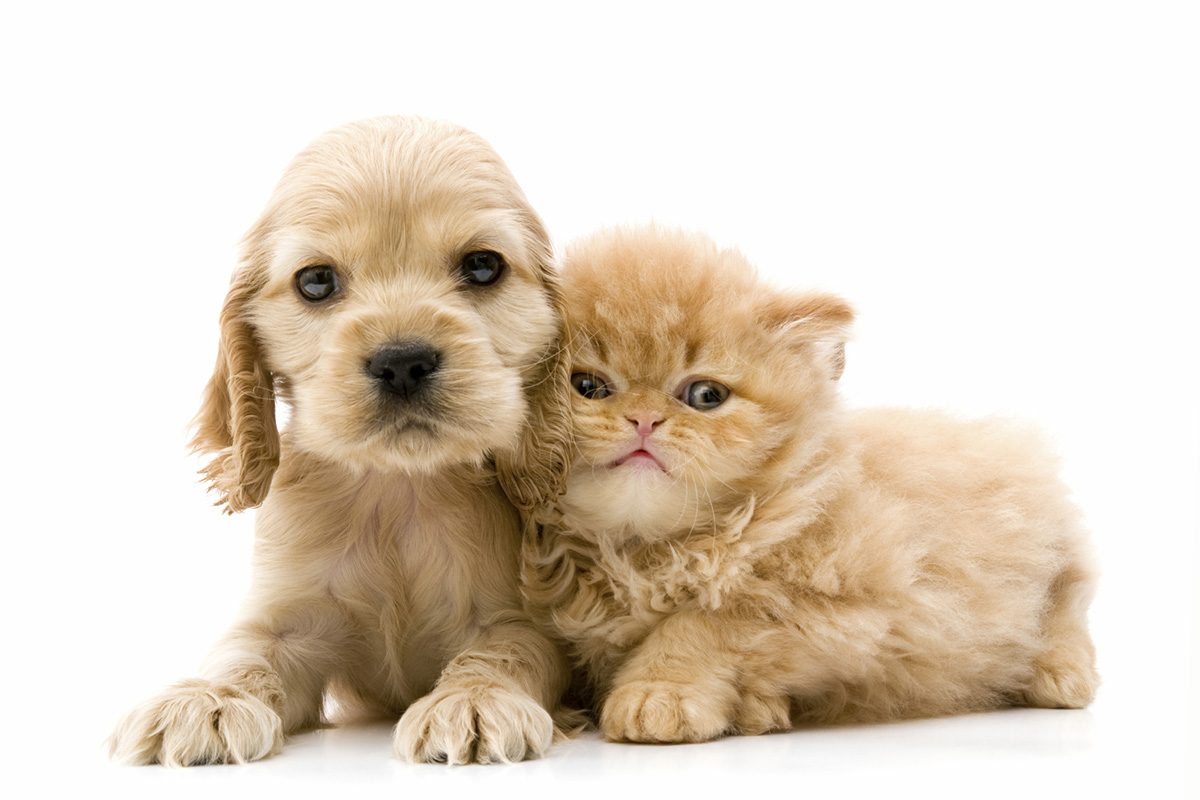 behavior-tips-bringing-home-puppy-kitten