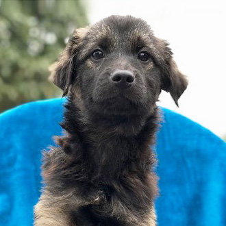 rescue-hope-and-wellness-yulin-pup-1-011918