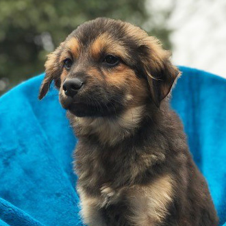 rescue-hope-and-wellness-yulin-pup-2-011918