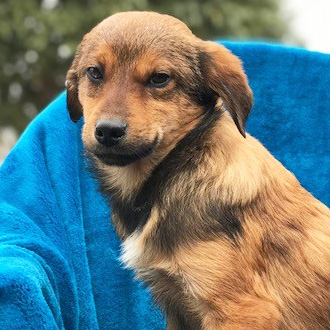 rescue-hope-and-wellness-yulin-pup-3-011918