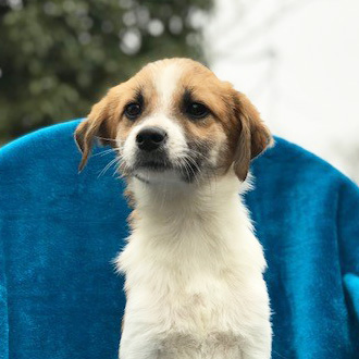 rescue-hope-and-wellness-yulin-pup-4-011918