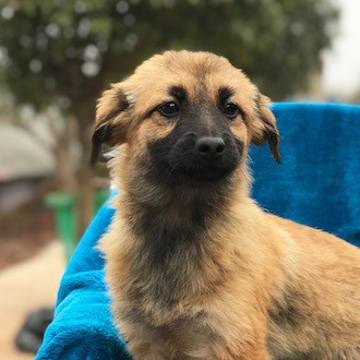rescue-hope-and-wellness-yulin-pup-5-011918