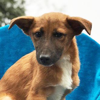 rescue-hope-and-wellness-yulin-pup-6-011918