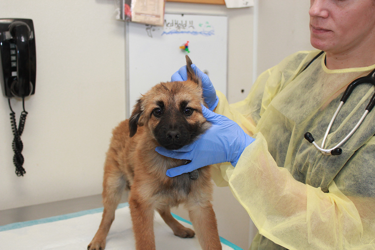 rescue-yulin-pup-phc-012218-img_0070