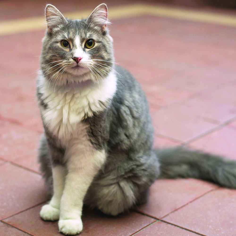 adoption-story-sponsor-pet-pretty-kitty-082515