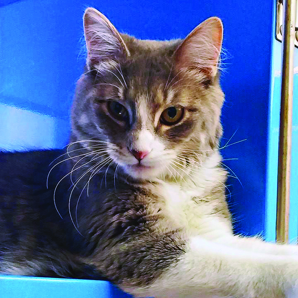adoption-story-sponsor-pet-pretty-kitty-083115v2