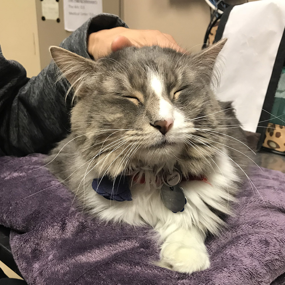adoption-story-sponsor-pet-pretty-kitty-with-adopters-img1871