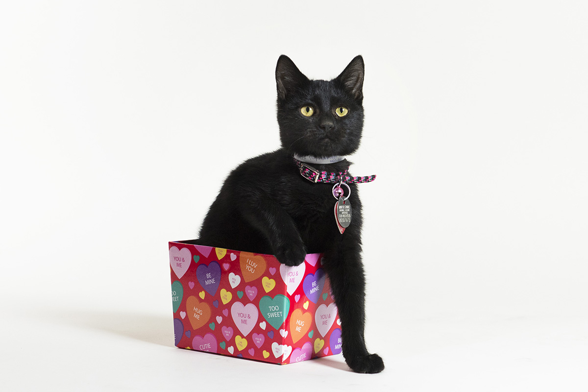 blog-valentine-cat-020718
