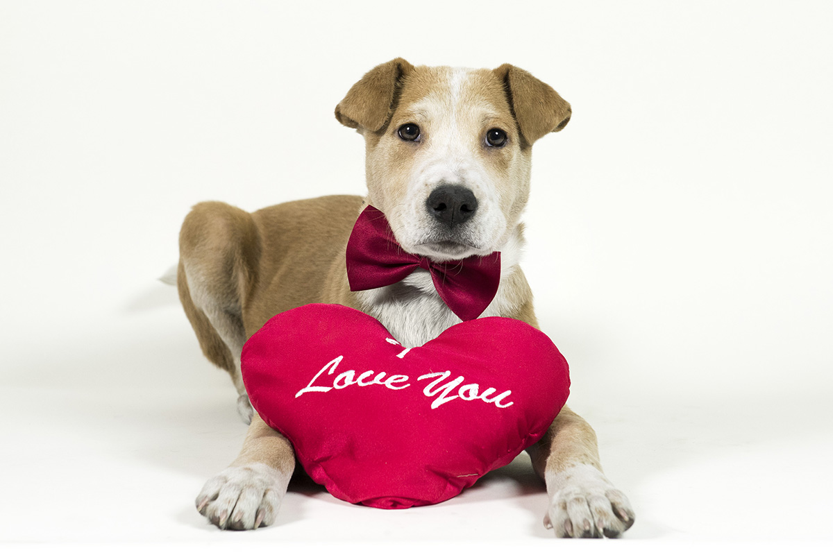 blog-valentine-dog-020718