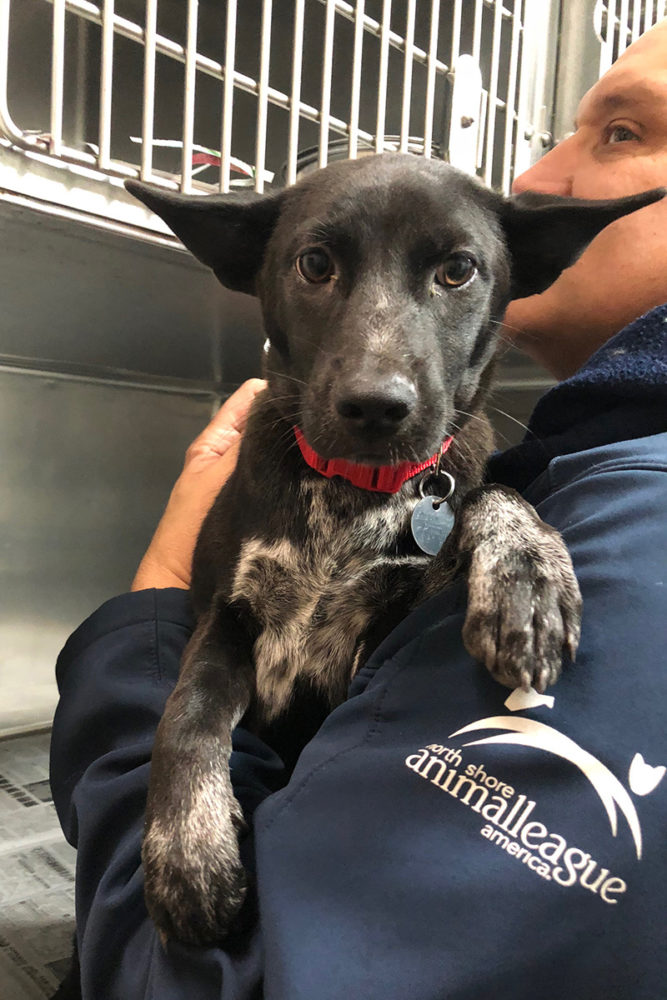 rescue-thailand-puppy-trio-arrival-feb2018-img0031
