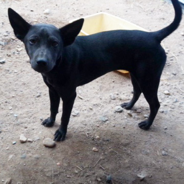 rescue-thailand-puppy-trio-feb2018-sqr-img2257