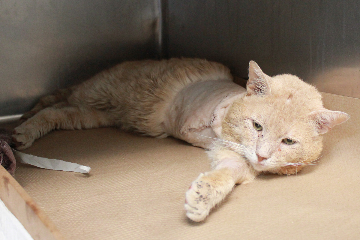 rescue-barry-allen-acc-tabby-post-amputation-img3884-062518