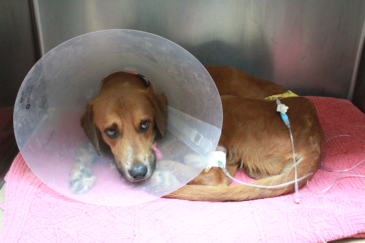 rescue-turks-caicos-clifford-012418-IMG_0116